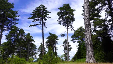 tall pine trees on wild forest and green grassy meadow with cloudy sky background