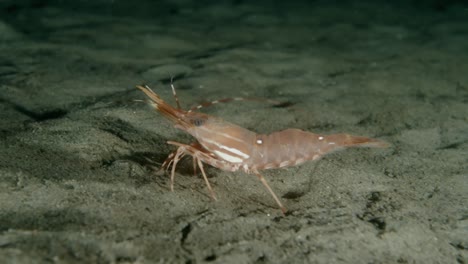 adult spot prawn moving along the sand substrate in the pacific ocean