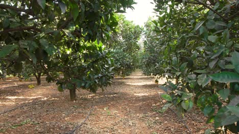 the orchard is alive with color as oranges ripen on the trees, sunlight streaming through the canopy and illuminating the healthy, green landscape.