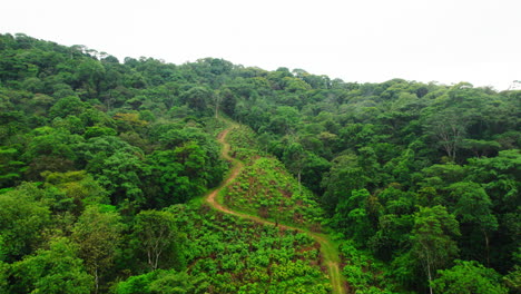 Aerial-view-of-cocoa-farm-surrounded-by-wild-tropical-forest