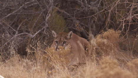 female lion in enclouser being coaxed out of resting by handlers