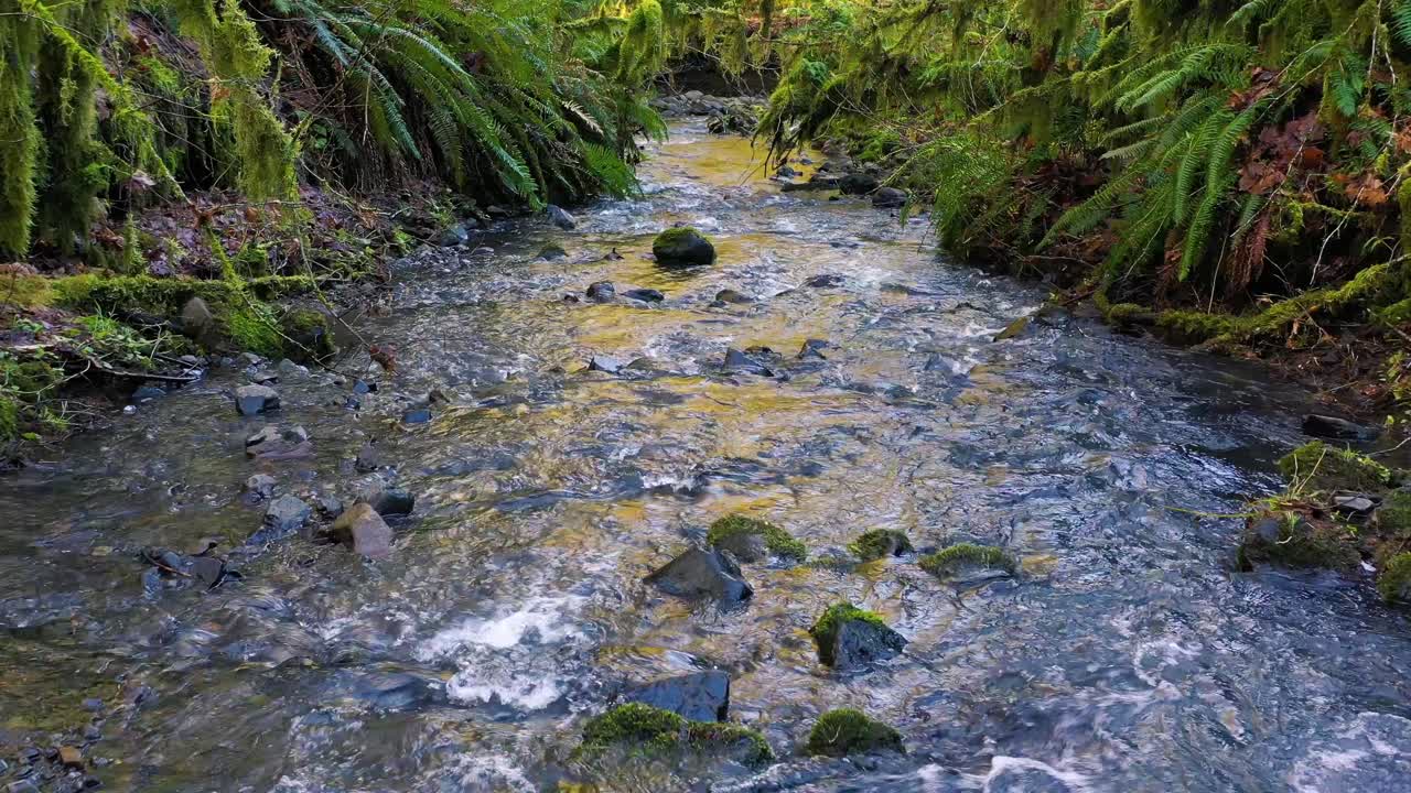 Moving over a small stream in a forest of moss and ferns