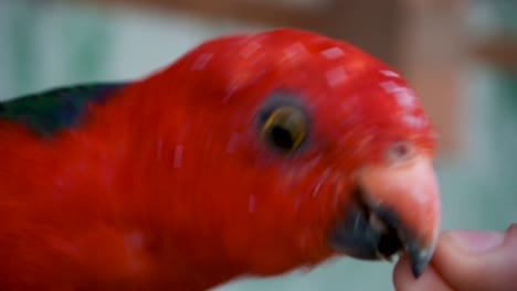 male australian king parrot taking seed from a person's hand