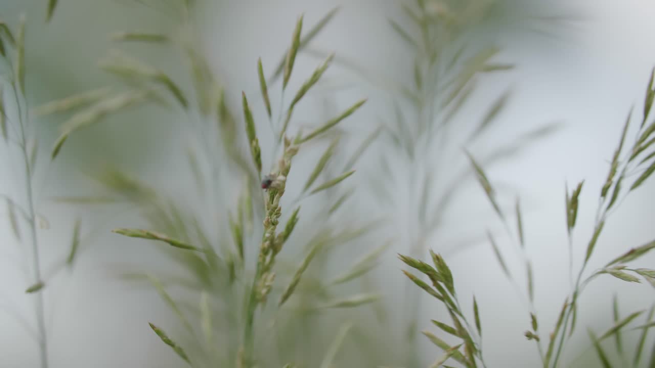 красный молочный жук в боулдере, колорадо, насекомые экосистем переднего диапазона