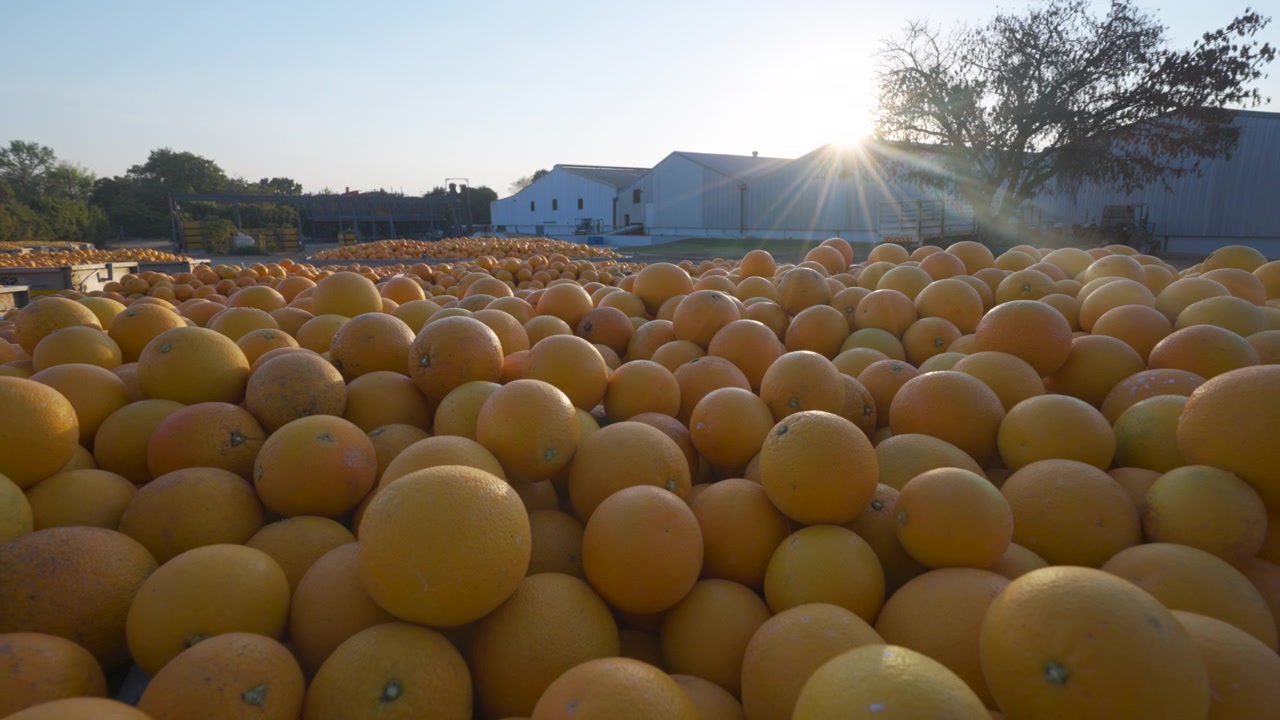 Arance vivaci si crogiolano al sole del mattino in un piazzale di lavorazione. Ideale per il marketing agricolo o documentari sull'industria alimentare.