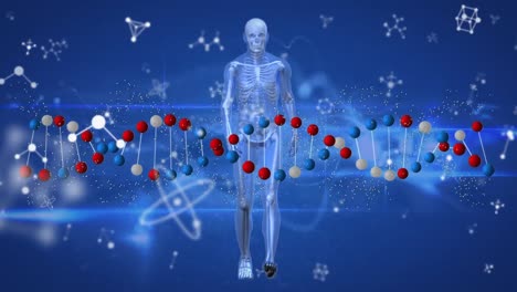 animation of dna strand and molecules over digital human on blue background