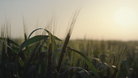 Sunset-beautiful-wheat-field.-Sunlight-shine-on-unripe-spikelets-close-up.