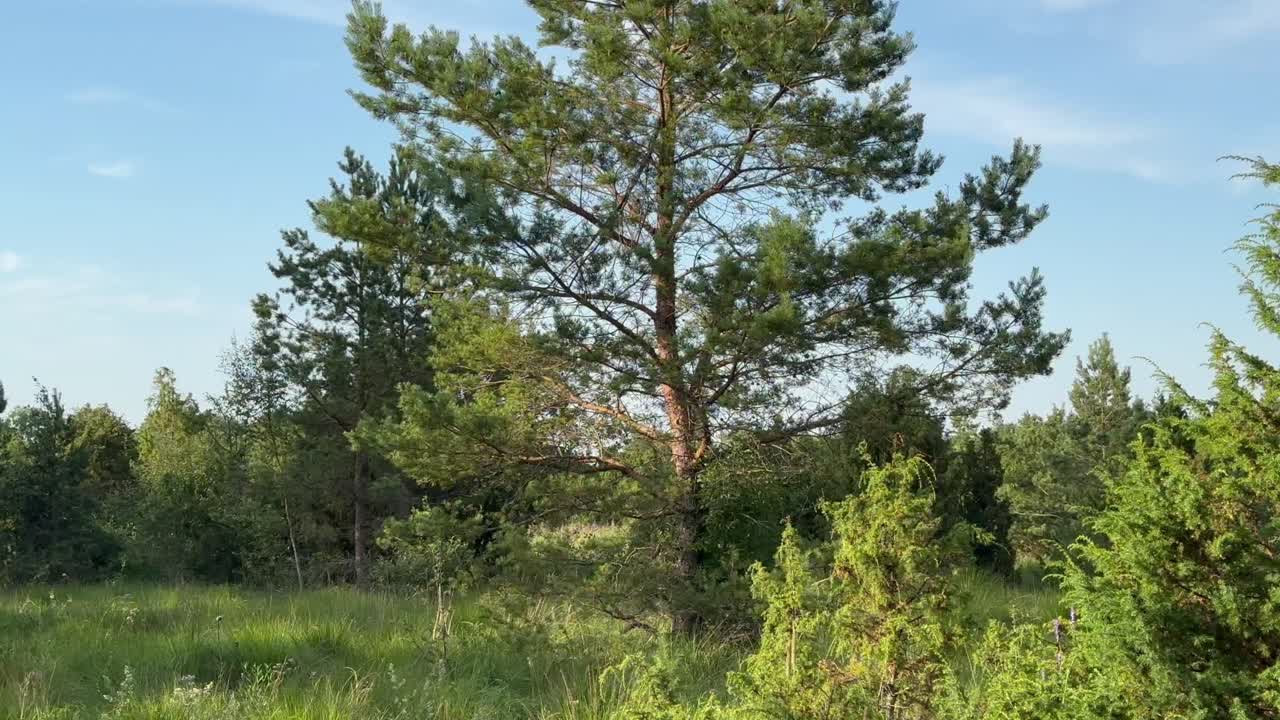 Pino solitario al margine di un prato nella luce della sera. Saaremaa, Estonia
