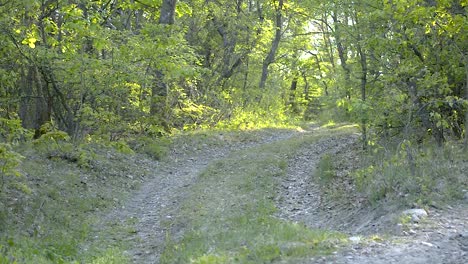 Kurvenreiche-Waldstraße,-Die-An-Einem-Frühlingsnachmittag-Mit-Blättern-Der-Vergangenen-Jahre-Bedeckt-Ist