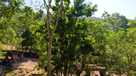 ancient ruins in a lush forest