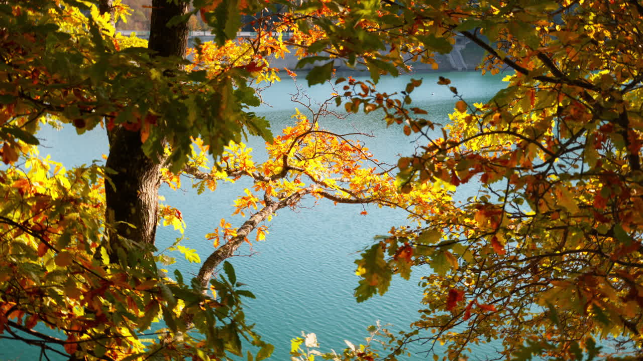 Autumn leaves in sunlight over tranquil lake, serene and picturesque view