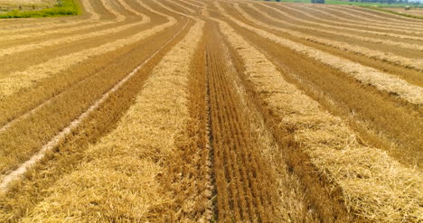 Aerial-View-Of-Harvested-Agricultural-Field-