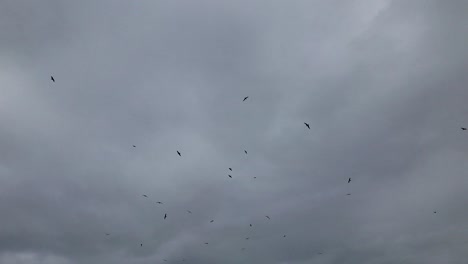 Muchas-Gaviotas-Dando-Vueltas-Arriba-Con-Un-Cielo-Gris-En-El-Fondo