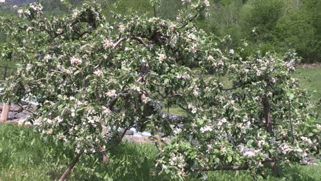 apple tree in a fjord in norway