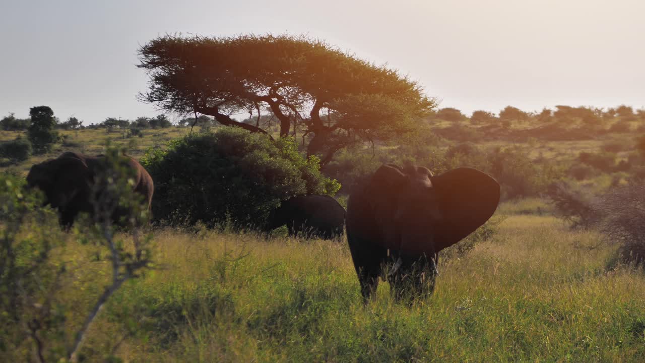 familia de tres elefantes comen en las llanuras de pastizales en la naturaleza