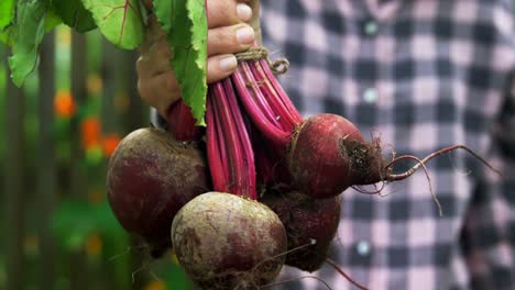 mature woman holding beetroot vegetable 4k