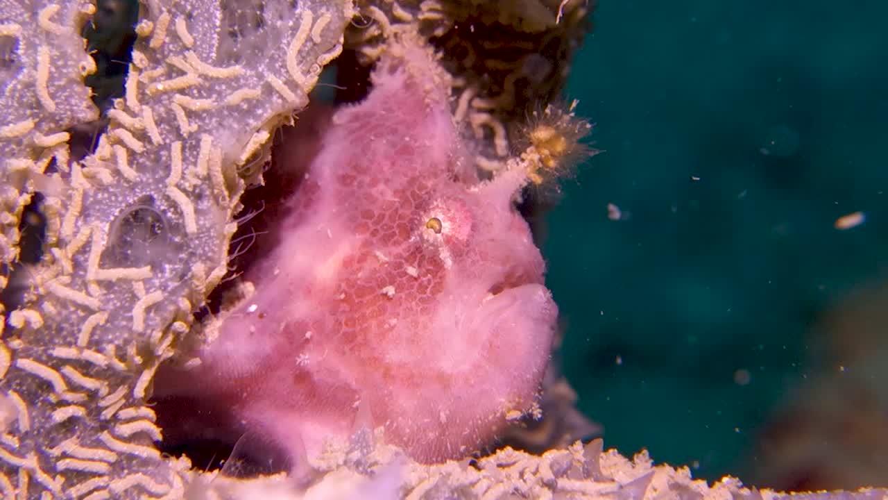 핑크 스팟핀 프로그피쉬는 먹이를 매복하기 위해 부드러운 보라색 산호 안에서 참을성 있게 기다립니다