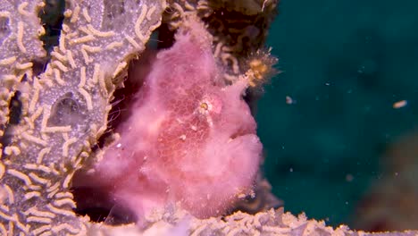 el pez sapo de aleta rosada espera pacientemente dentro de un coral púrpura suave para emboscar a su presa