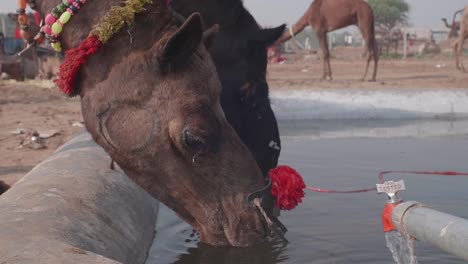 un camello en medio del festival bebiendo agua en el desierto