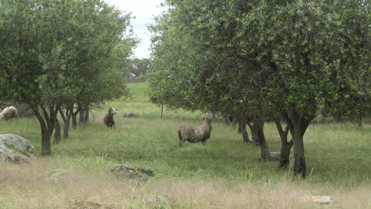 In una fattoria naturale a cielo aperto, arieti selvatici in piedi su due zampe per salire su un ulivo in cerca di cibo