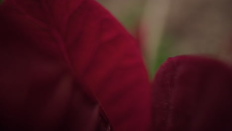 red petals blooming against green grass in closeup. springtime blossom view