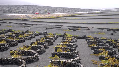 steady shot of a landscape of vines cultivated within stone walls, to be protected by the winds as a windbreaker