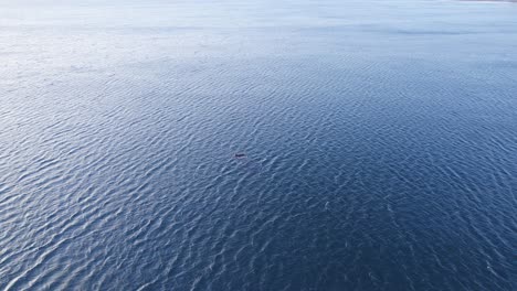 extreme breiteaufnahme einer drohne, die sich einem südlichen rechten wal im riesigen blauen ozean nähert