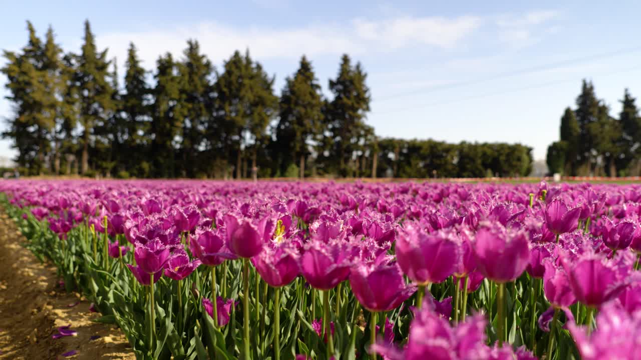 revealing the vast number of pink Jonquières tulips ready for harvest in a field
