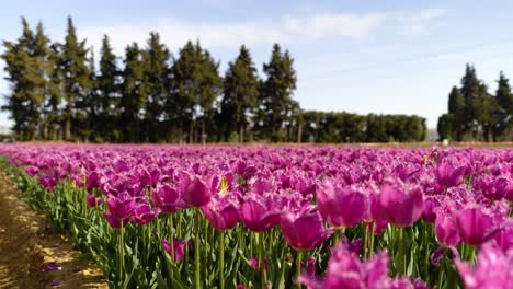 revealing the vast number of pink jonquières tulips ready for harvest in a field