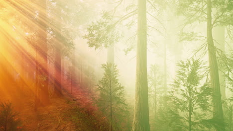 ochtendmist in het reusachtige sequoia bos