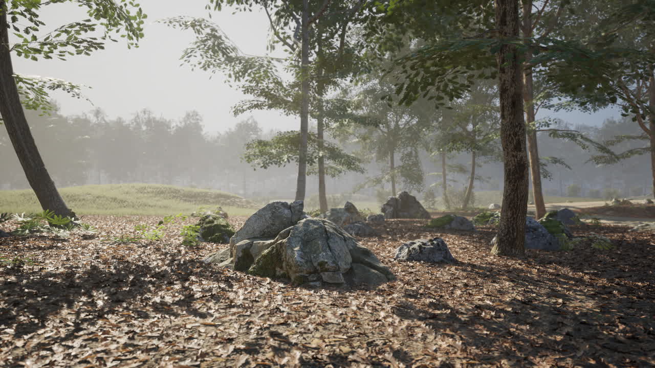 바위 와 안개 가 있는 조용 한 숲 길