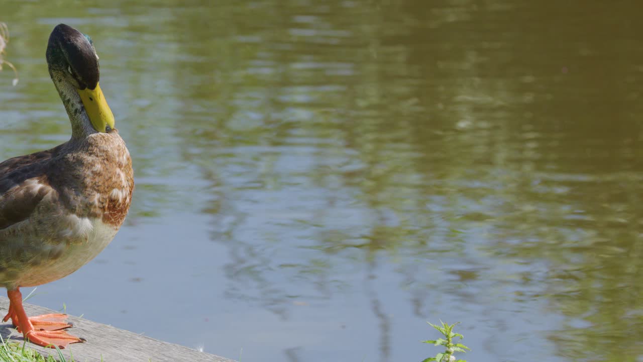 Male mallard duck preens feathers beside calm pond, natural daylight, steady camera, tranquil mood
