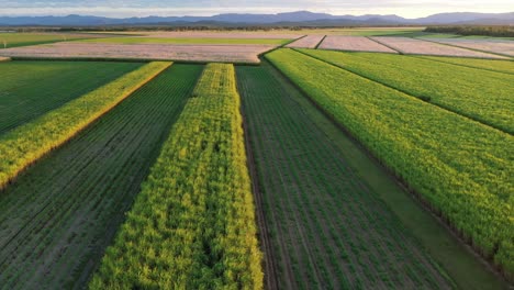 Imágenes-De-Drones-De-Campos-De-Caña-De-Azúcar-En-El-Norte-De-Queensland,-Al-Atardecer