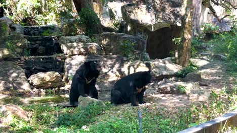 two bears interacting in a naturalistic enclosure