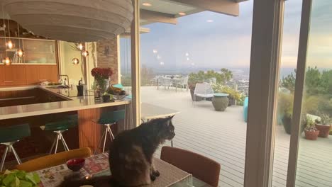 a cat looks on passively as lightning strikes over the city behind