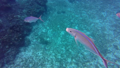 this stunning video captures the vibrant colors and playful movement of schools of fish in a crystal-clear turquoise ocean, cozumel, mexico