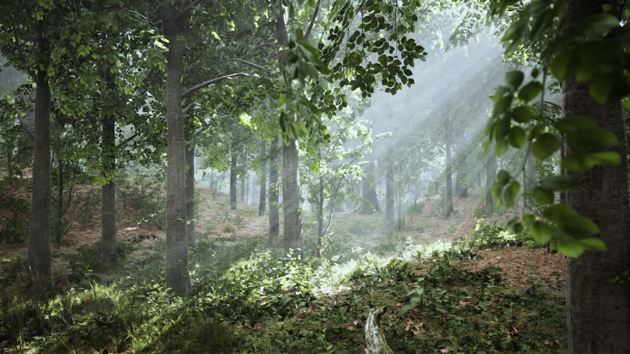 안개가 가득한 아침에 신비로운 나무