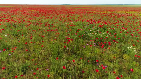 campo de amapolas rojas vista aérea