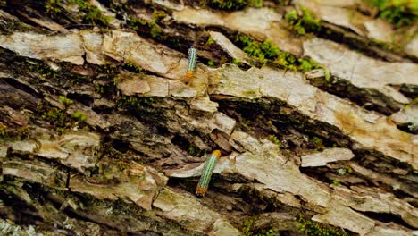 untouched nature with two caterpillar worms on a tree bark