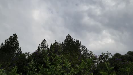 Perspectiva-Baja-Mirando-Hacia-El-Cielo-Más-Allá-De-Pinos-Muy-Altos-Y-Plantas-Florecientes-En-El-Lapso-De-Tiempo-De-La-Nube-Del-Cielo-En-Movimiento