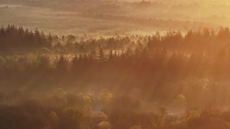 Sun-rays-break-though-trees-in-misty-forest-wilderness