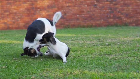 two small young dogs playing aggressively together on lawn, slow motion