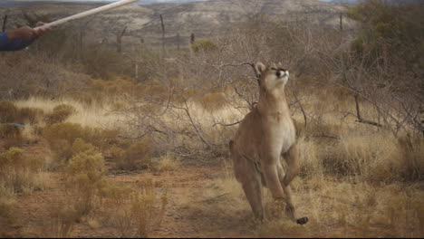 slow motion captive cougar playing with toy