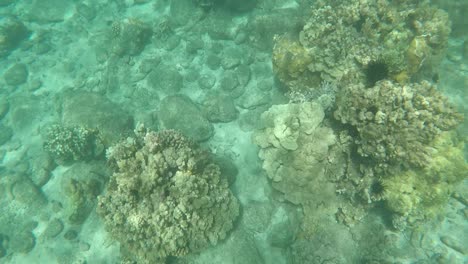 snorkeling en un hermoso destino tropical