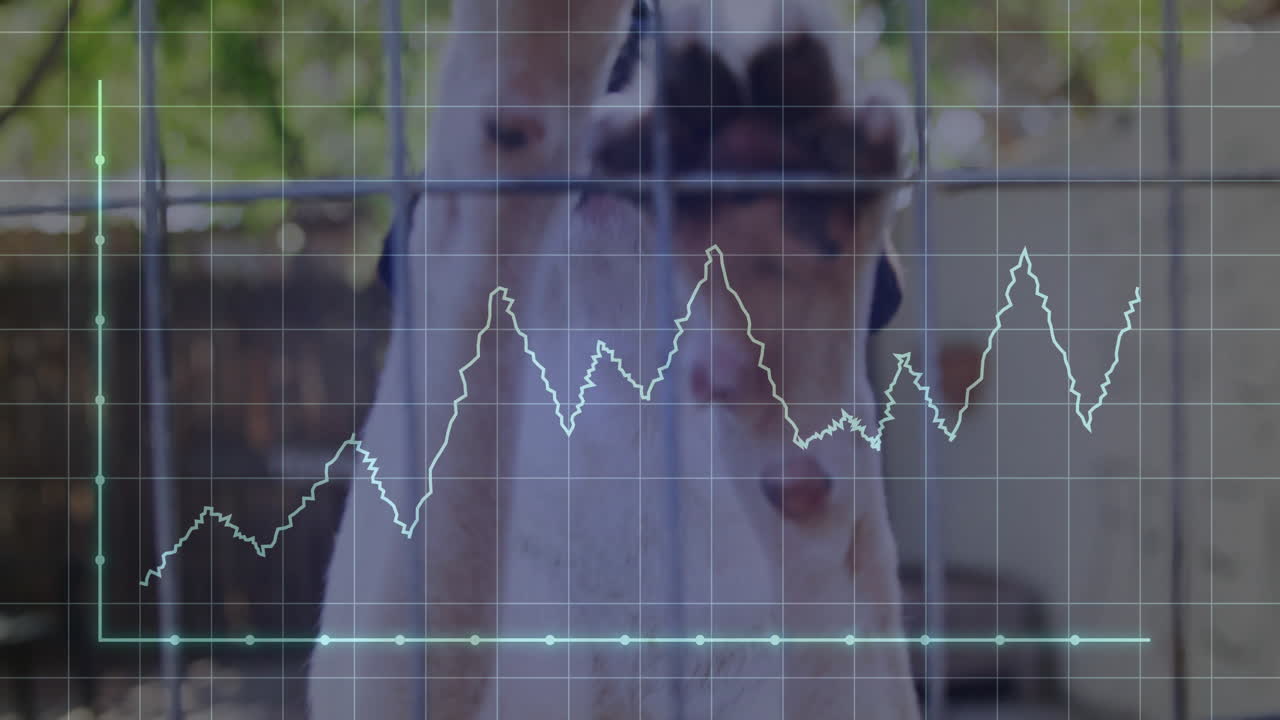 Line graphs being animated over kennel fence scene, with translucent grid, cyan nodes, yellow line