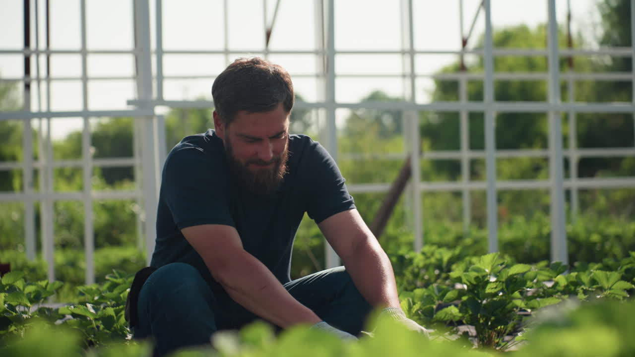 young man farmer in greenhouse kneels among rows, pauses from pruning soil to wipe forehead with glove, sunlit metal frame behind, leafy plants in foreground