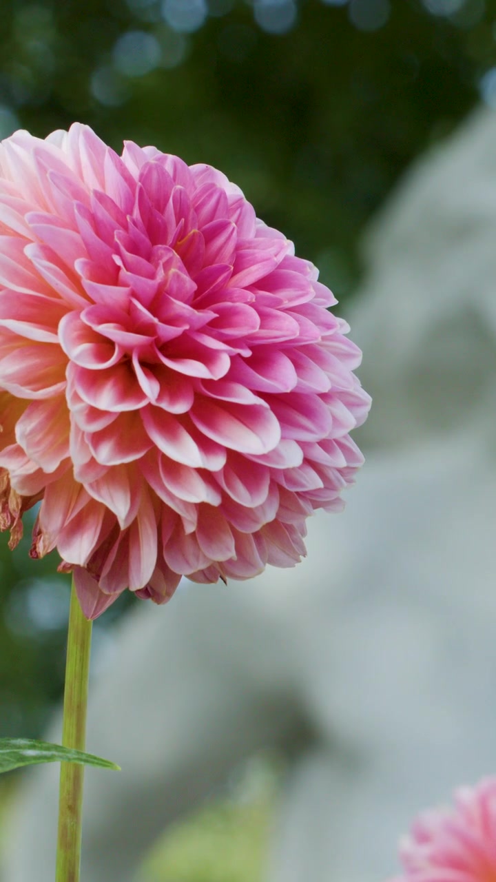 Bunga dahlia merah muda bergoyang lembut di luar ruangan, cahaya siang yang lembut, latar belakang patung yang buram, perspektif makro
