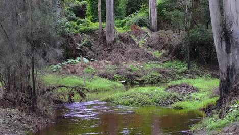 Beautiful-and-tranquill-Australian-wetlands-bush-scene-in-the-wake-of-the-2022-Queensland-floods-with-lush-greenery-and-red-blossoms-on-the-overhanging-trees