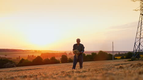 mature man in the vast agricultural field at sunset. farmer takes a bunch of mowed dry wheat