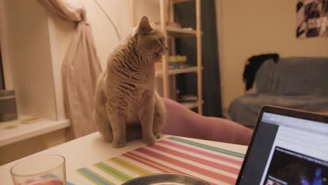 cat sitting on a table in a room